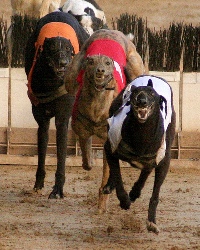 Greayhound Race Dogs