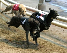 Greyhound Racing