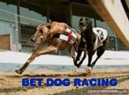 Bet Dog Racing