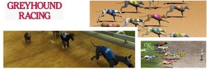 Greyhound Racing Game