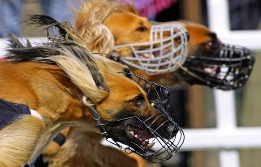 Greyhound Racing Dogs